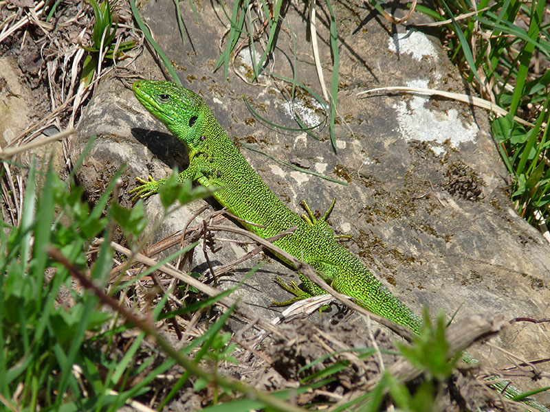 Ramarri della Val d''Aveto - GE -  (Lacerta bilineata)